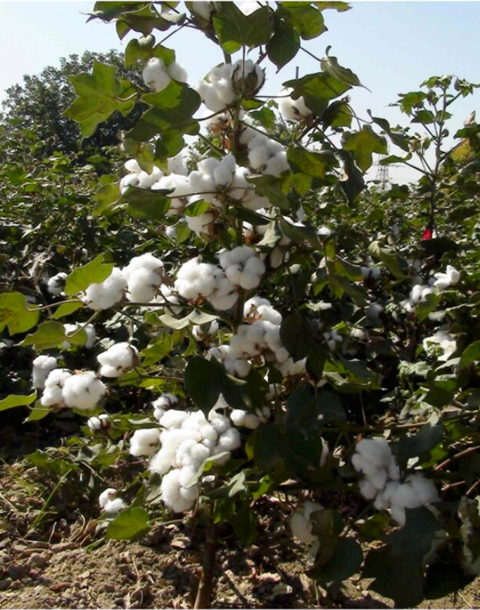 Algodon en campo